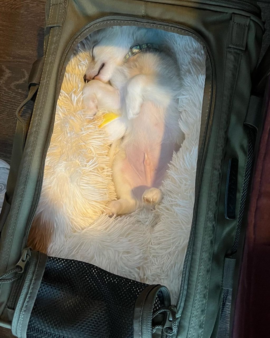 동물 구호 단체에서 유기견 입양한 행맨 | 인스티즈