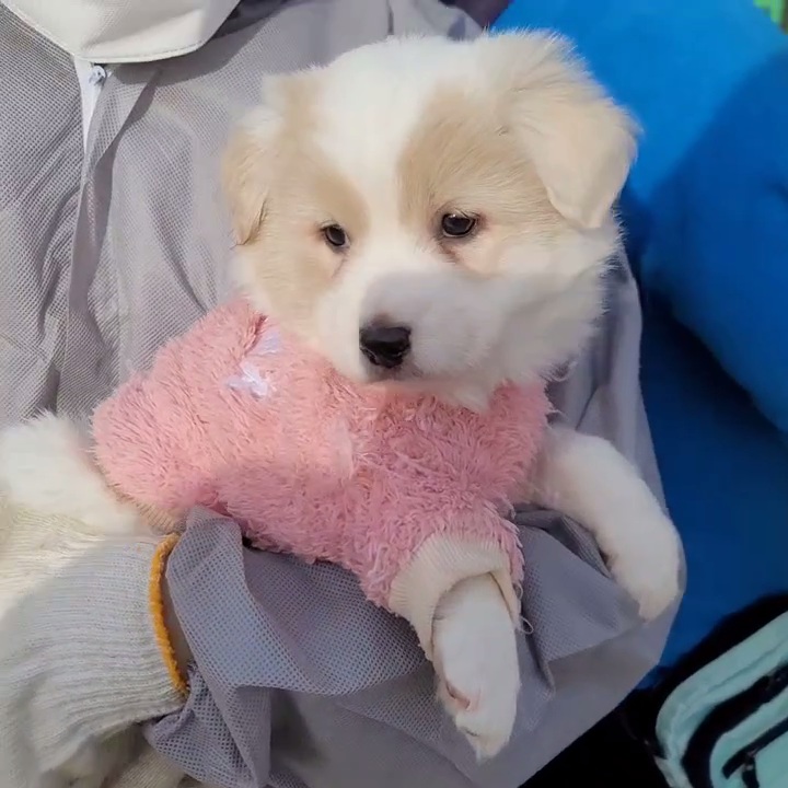 (입양처 구함/10kg 미만) 너무 예뻐서 돌아버리겠는 꼬물이 3자매들 | 인스티즈