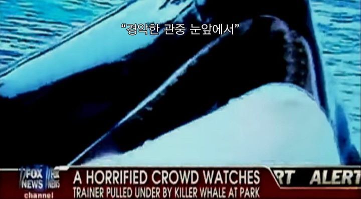 어느날 소방서에 고래가 조련사를 잡아 먹었다는 신고가 들어왔다 .jpg (스압주의) | 인스티즈