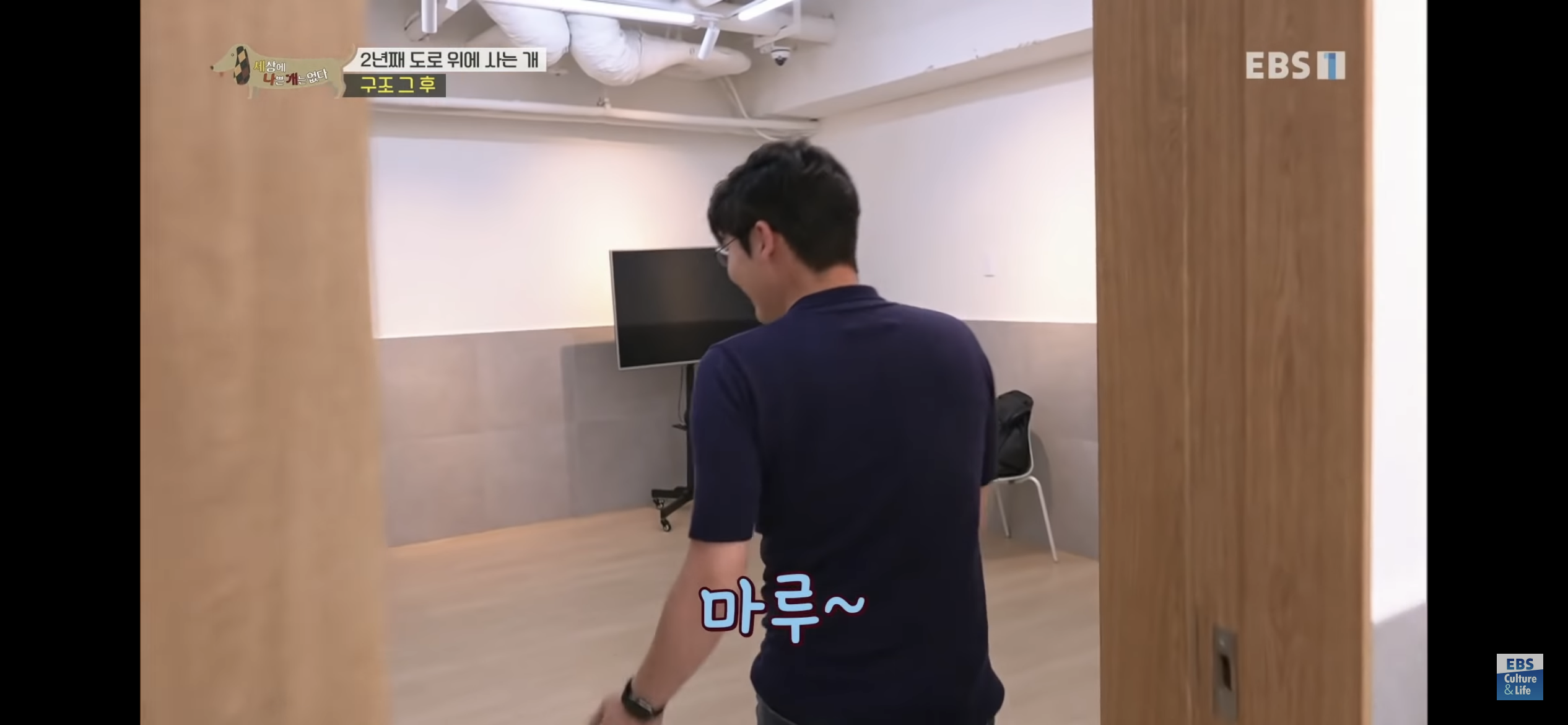 2년동안 도로 위에서 위험하게 생활했던 유기견 마루 | 인스티즈