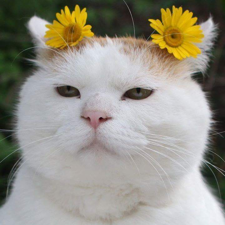 우리나라는 왜 고양이를 "나비야~"라고 부르게 됐을까 | 인스티즈