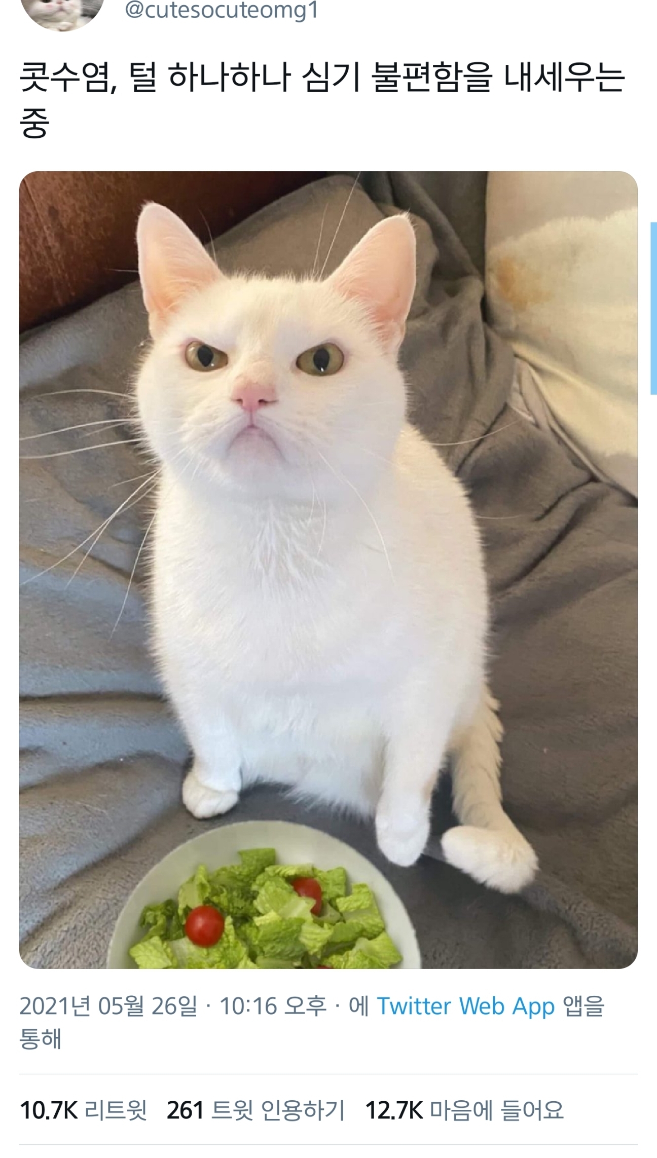 콧수염, 털 하나하나 심기 불편함을 내세우는중.jpg | 인스티즈