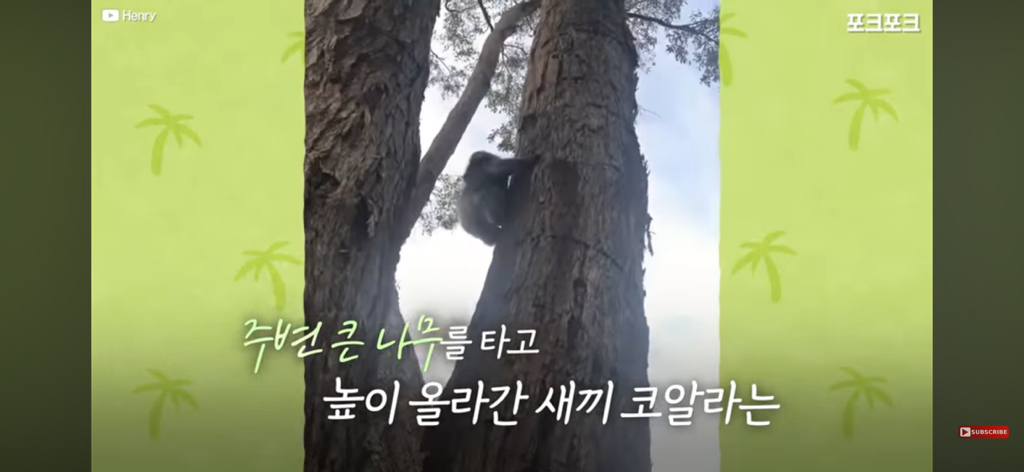산책중인 강아지를 엄마로 착각한 코알라 | 인스티즈
