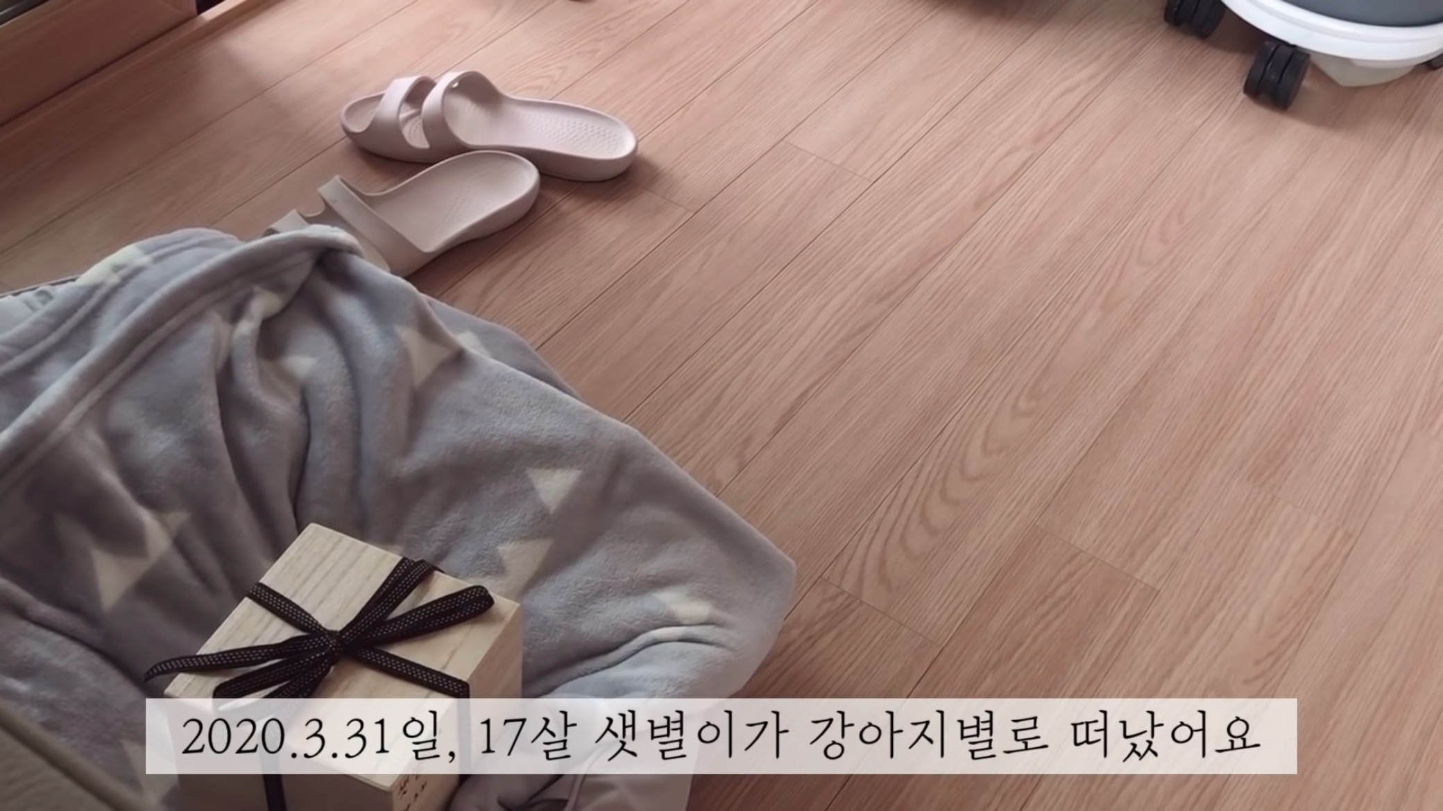 "공고번호 411번" 강아지가 입양되기 전 후 모습.jpgif | 인스티즈