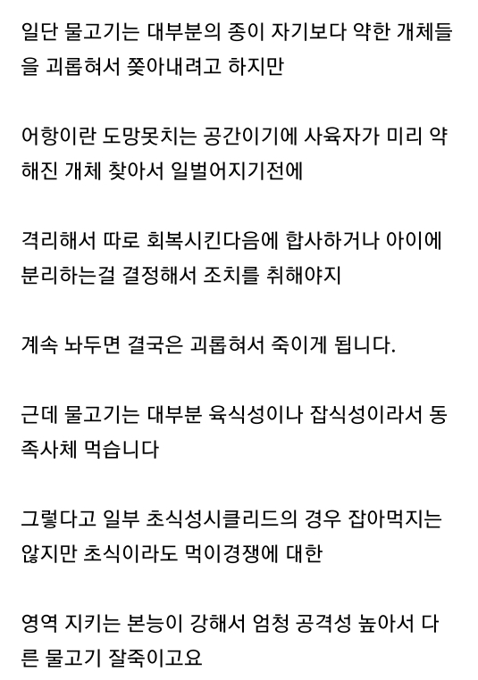 엄마집 금붕어들 보고가라 (이게 사랑이 아니면..) | 인스티즈