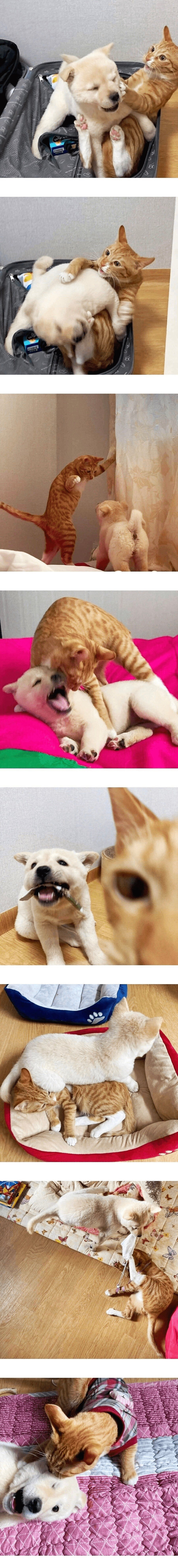 고양이 키우는 집에 입양 된 강아지.jpg | 인스티즈