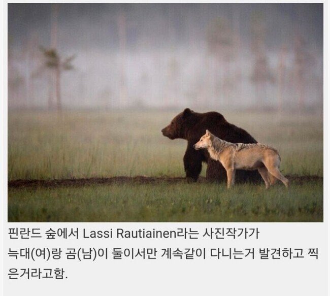 자연에서 칭구칭긔가 된 늑대와 곰 | 인스티즈