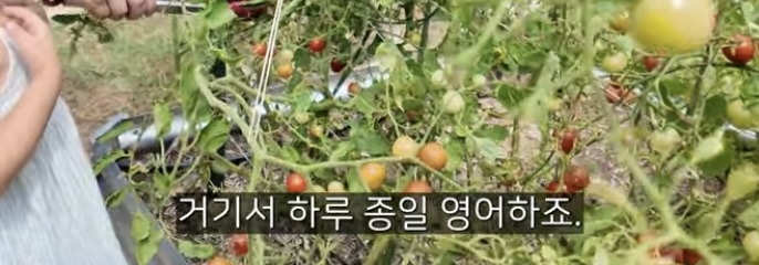 이중언어 (🇰🇷🇺🇸)로 키우면 겪는 현실적인 문제점 | 인스티즈