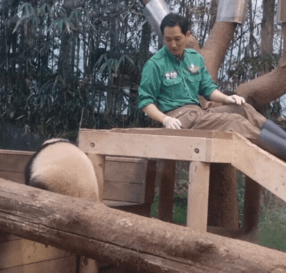 후이바오🐼 킹받게 놀리는 송바오 | 인스티즈