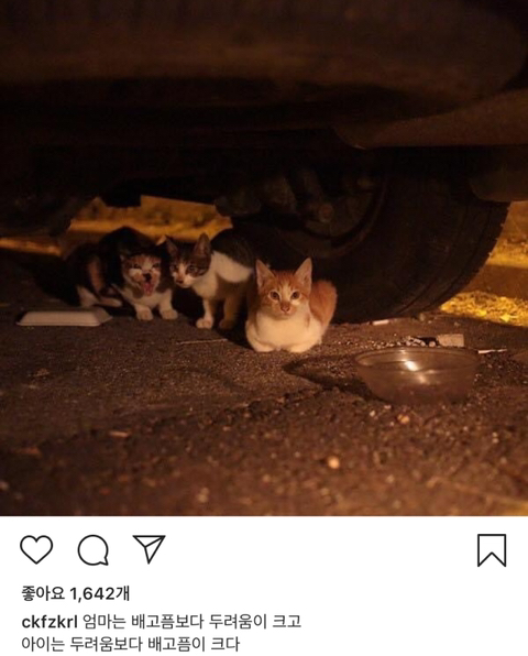 길에서 살아가는 고양이들 모습을 담은 인스타 | 인스티즈