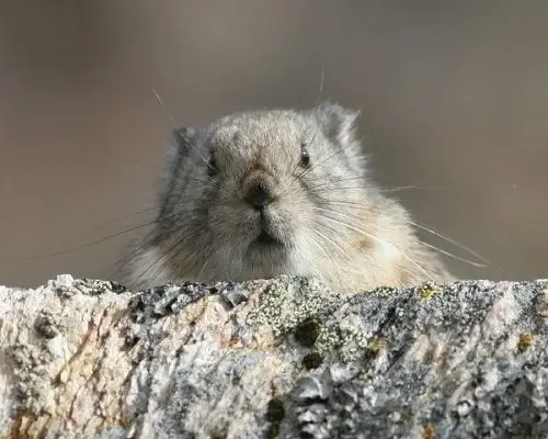 이름이 "우는 토끼”인 희귀 동물.jpg | 인스티즈