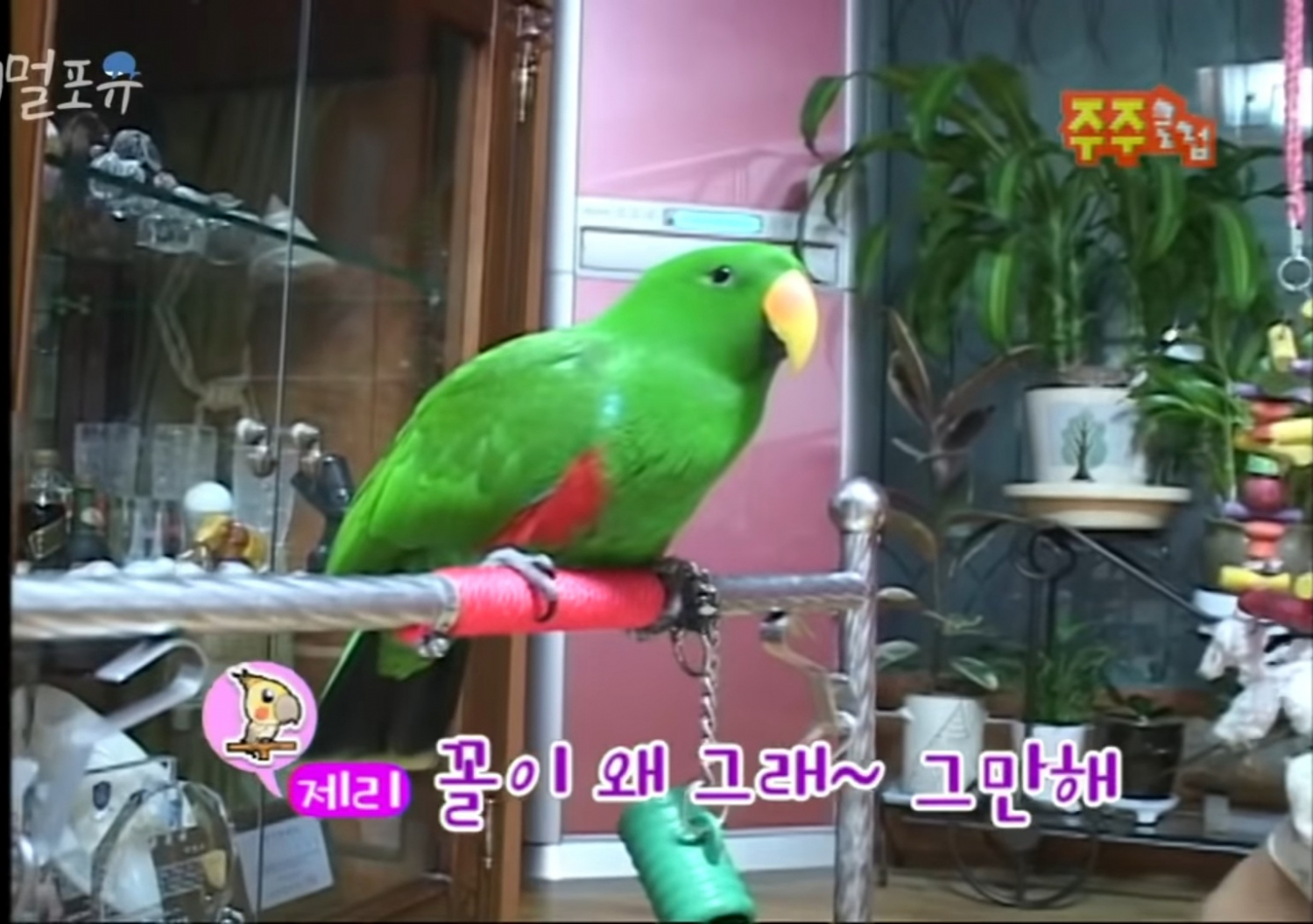 남자는 싫어하는 앵무새 제리.jpg | 인스티즈