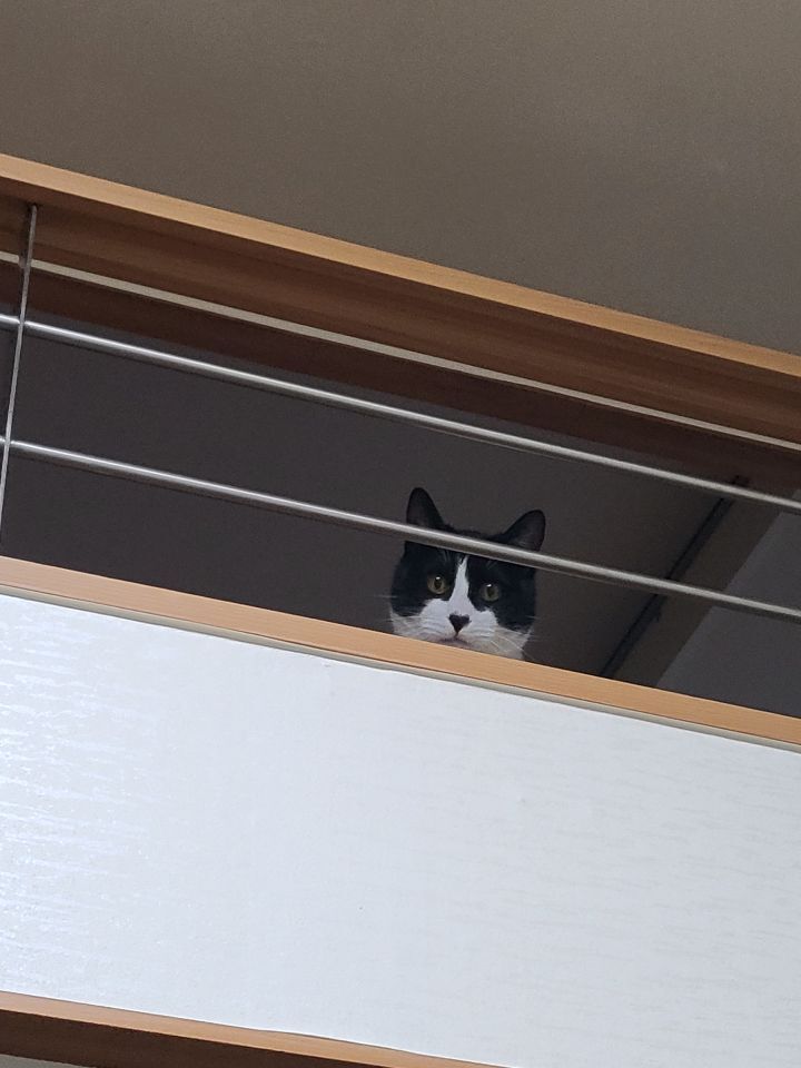 몰래 훔쳐보는 고양이 모음집 | 인스티즈