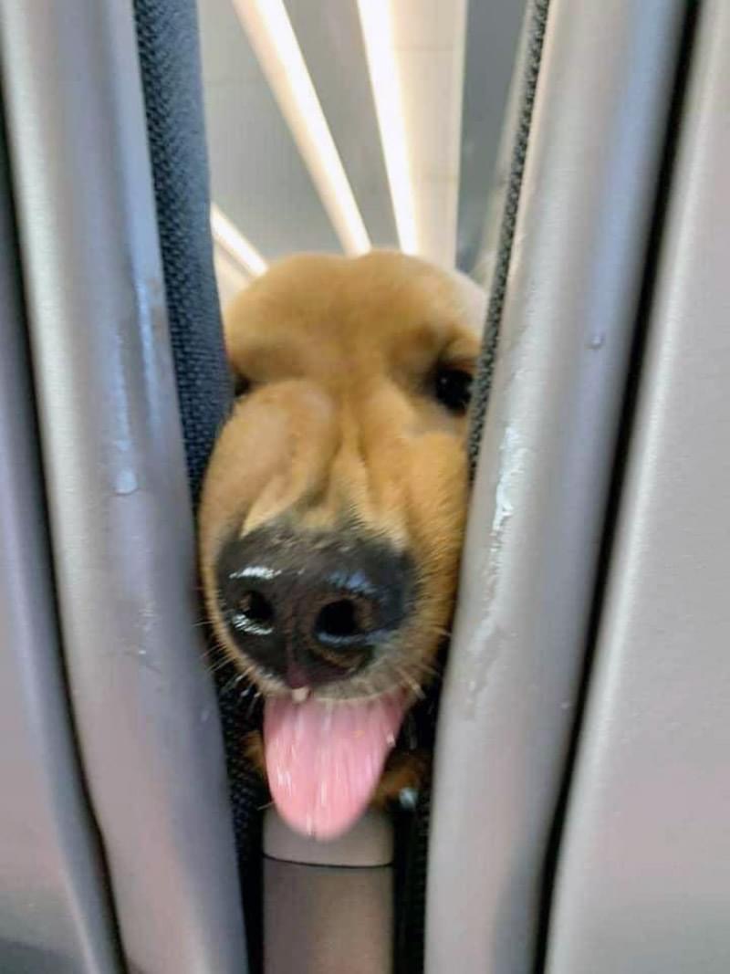 기차에서 만난 사교성 좋은 댕댕이ㅋㅋㅋㅋ | 인스티즈