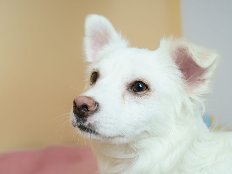 강아지 입양하고 가! 구경도 괜찮아! | 인스티즈