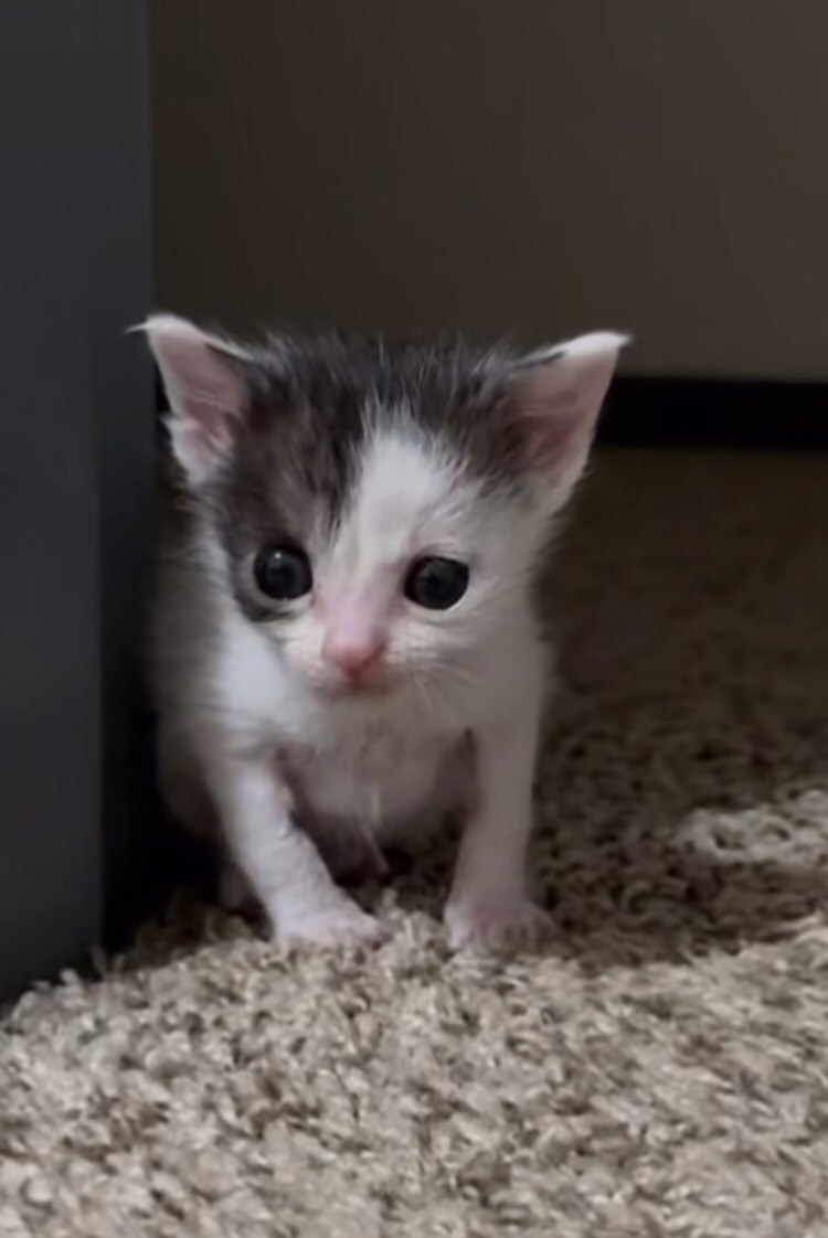 왜 새끼고양이들은 지능이없게생겼는지 궁금한달글.jpg | 인스티즈