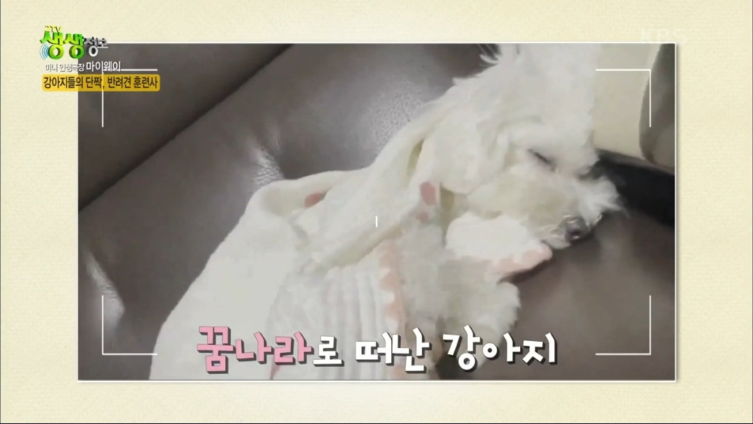 강아지 유치원.jpg | 인스티즈