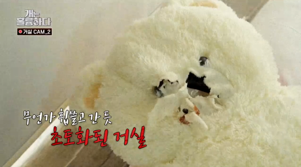 이번주 개는 훌륭하다에서 나온 6개월만에 소파를 다 물어뜯어 먹어버린 강쥐 | 인스티즈
