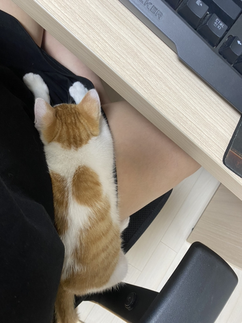 냥줍한지 한달 된 우리 고양이 보고가~!~! | 인스티즈