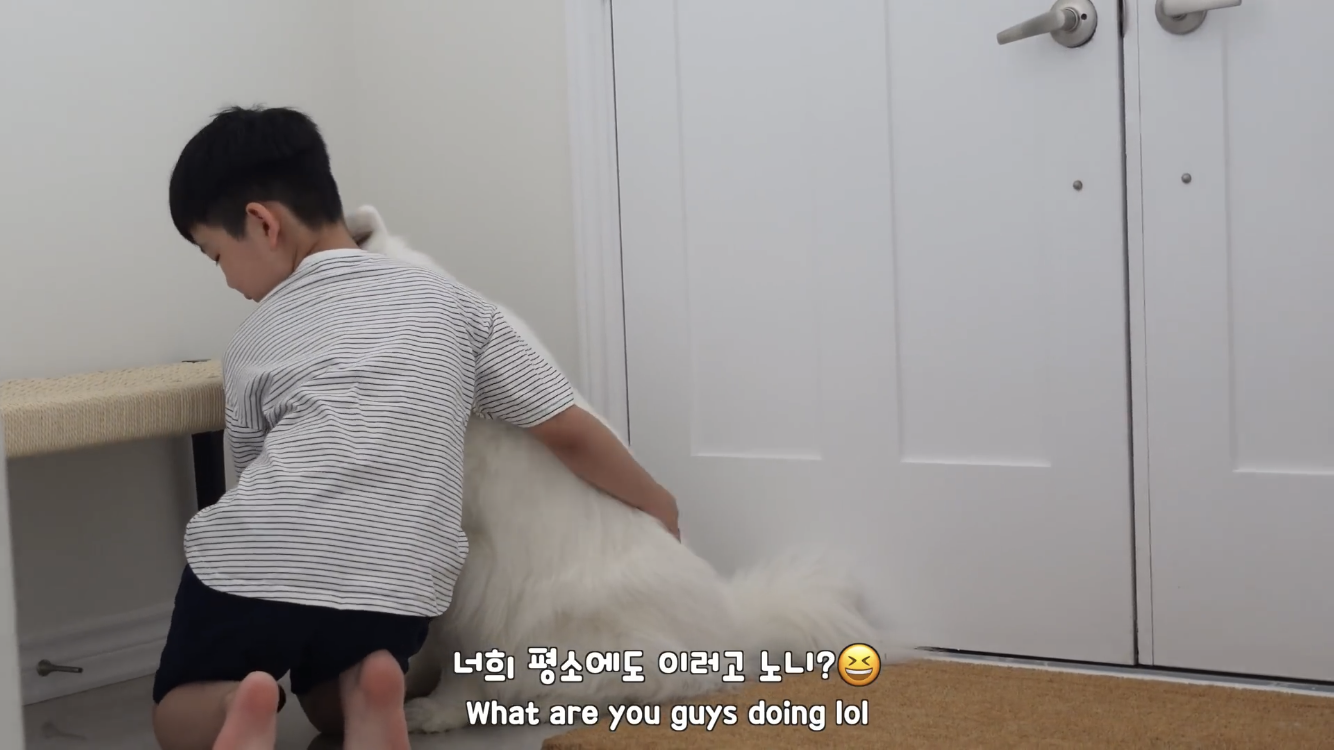 사모예드와 흔들리는 이 뽑는 법 | 인스티즈