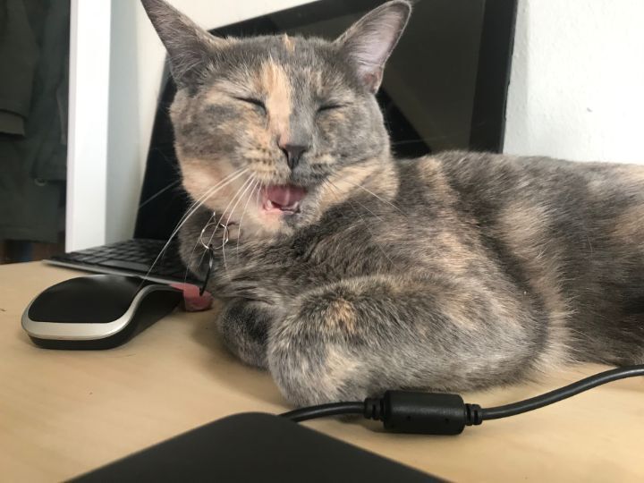 고양이 집사들이 한번쯤 꼭 찍고싶어 하는 사진 | 인스티즈