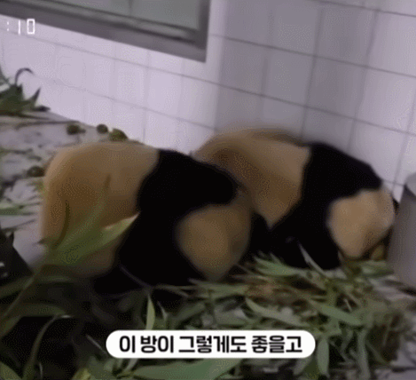 서로 알콩달콩 사이좋은 루이 후이바오 🐼 | 인스티즈