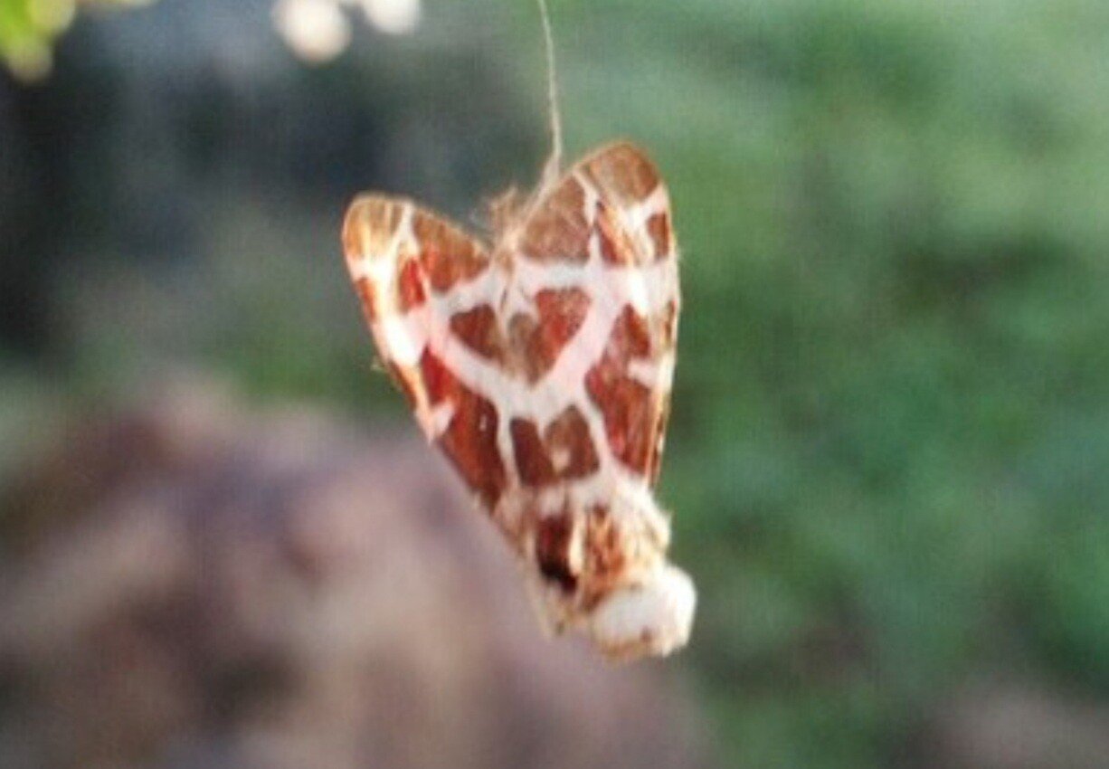 신기한 거미들 | 인스티즈