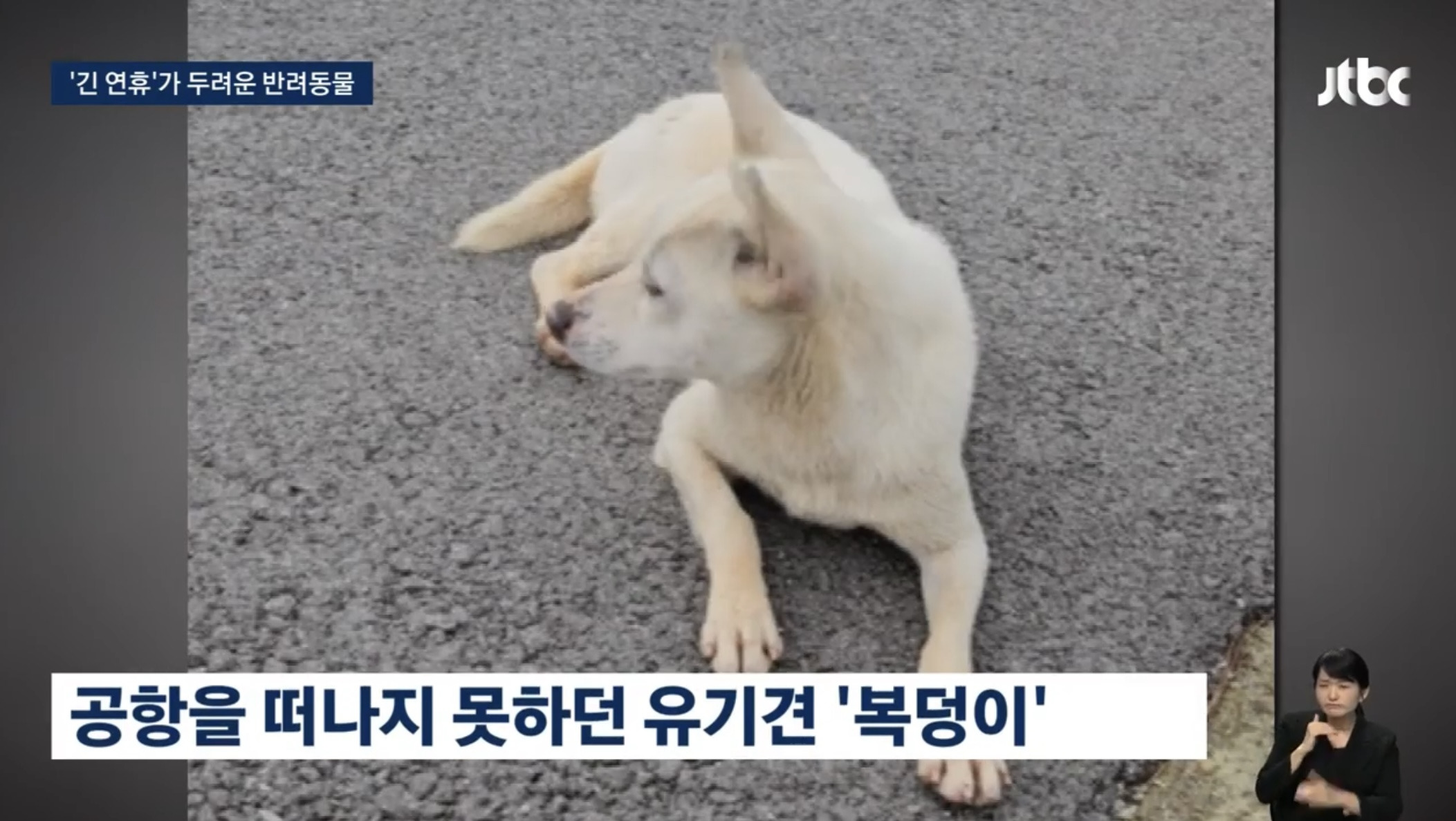 '맡길 데 없네' 그대로 거리에…긴 연휴가 두려운 반려동물 | 인스티즈