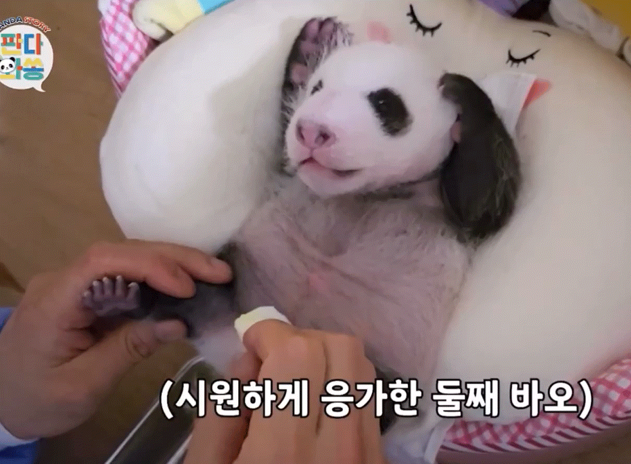 돼지만판다 이미지