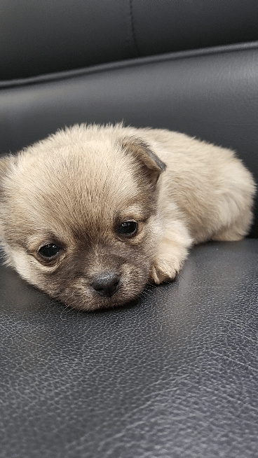 (공지라니... ++추가)새로생긴 회사 복지.. 미쳐서 도저히 일을 못하겠네.. (추가....)++추가 | 인스티즈