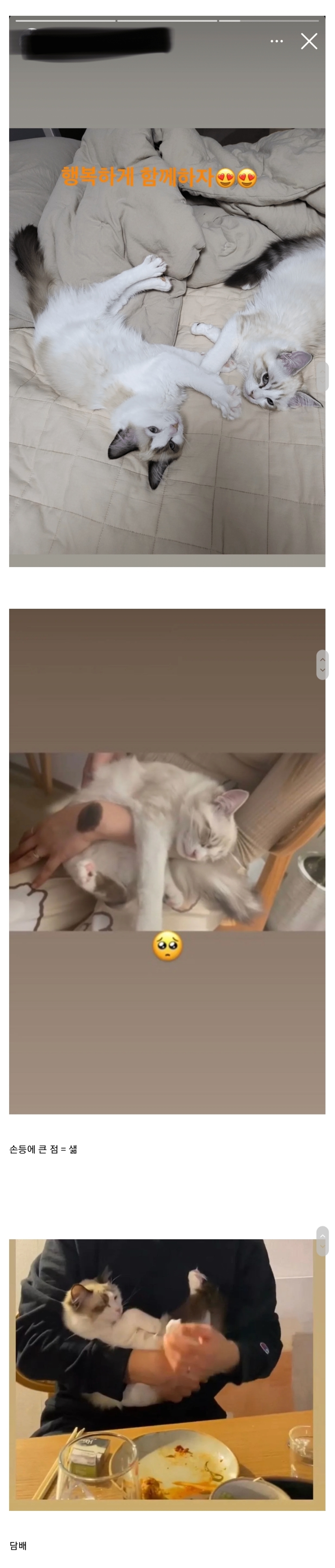 유투버 샒 어이 관련 고양이, 담배, 남친 얘기 자꾸 나오는 이유 (어이 요약정리).jpg | 인스티즈