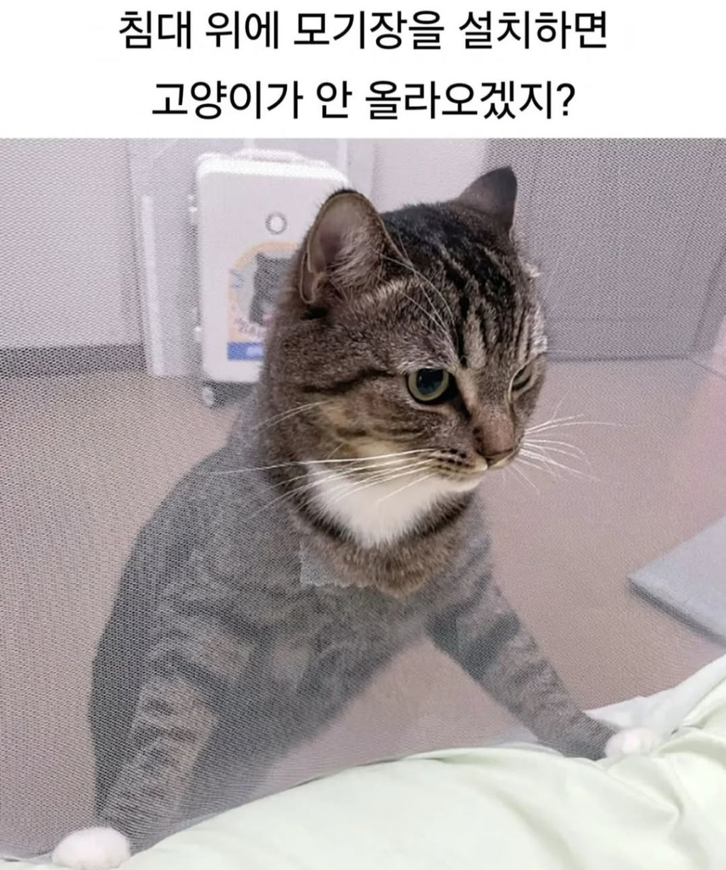 고양이는 올라가지 않았다 | 인스티즈