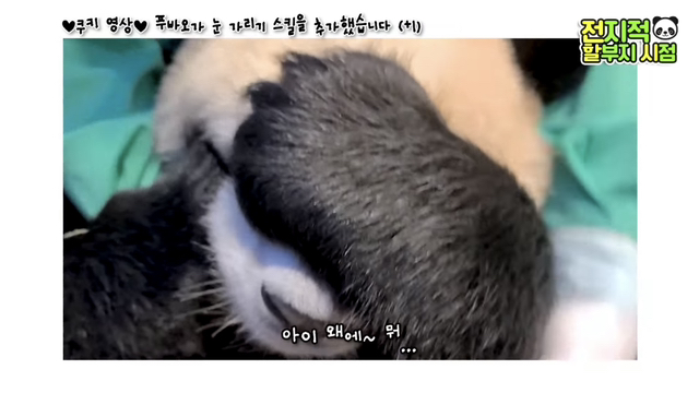 푸바오가 눈 가리기 스킬을 추가했습니다(+1)🐼 | 인스티즈