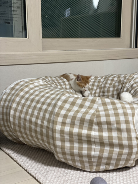 냥줍한지 한달 된 우리 고양이 보고가~!~! | 인스티즈