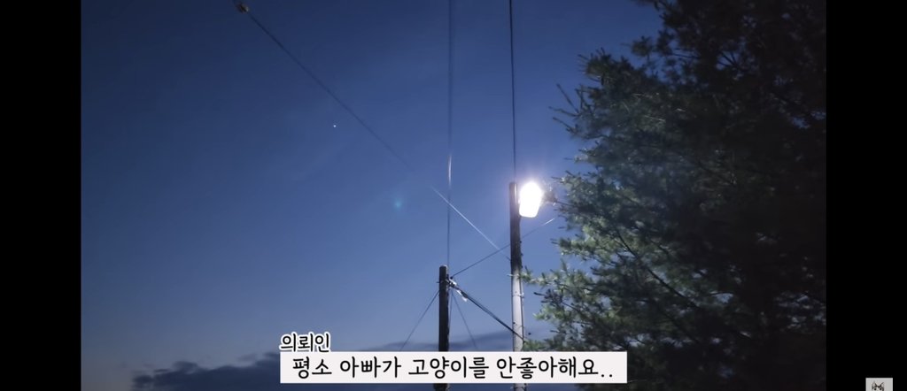 가족들 몰래 고양이를 갖다버린 아빠 | 인스티즈