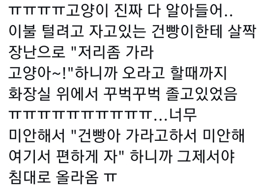 고양이는 사람 말을 알아듣는 거 같아 | 인스티즈