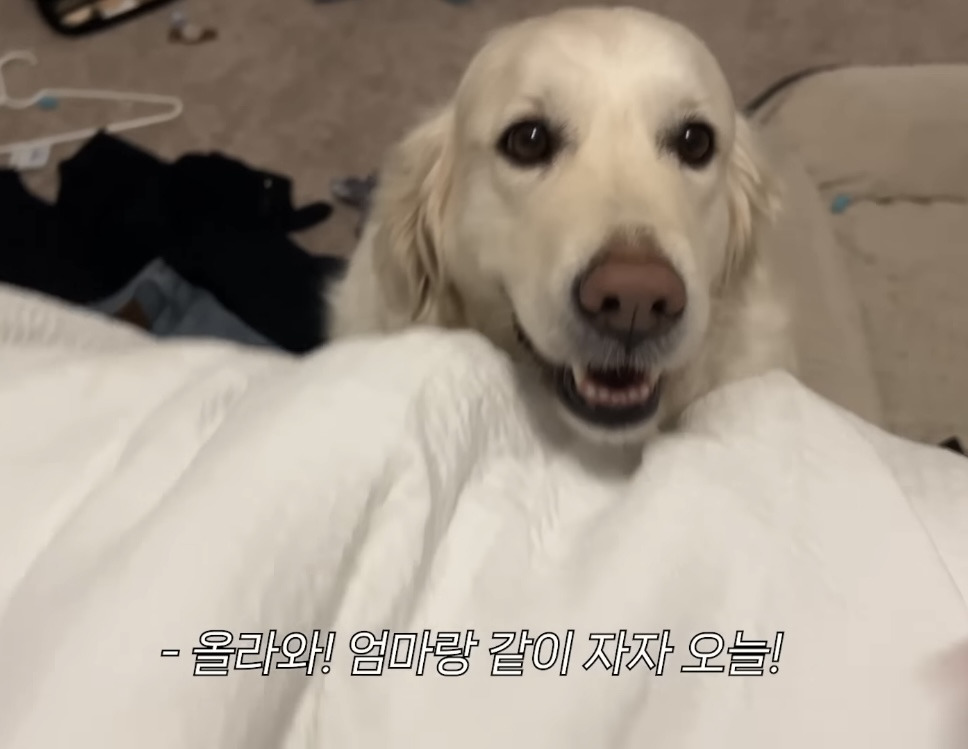 미국 이민갔는데 집에서 곰 나옴… | 인스티즈