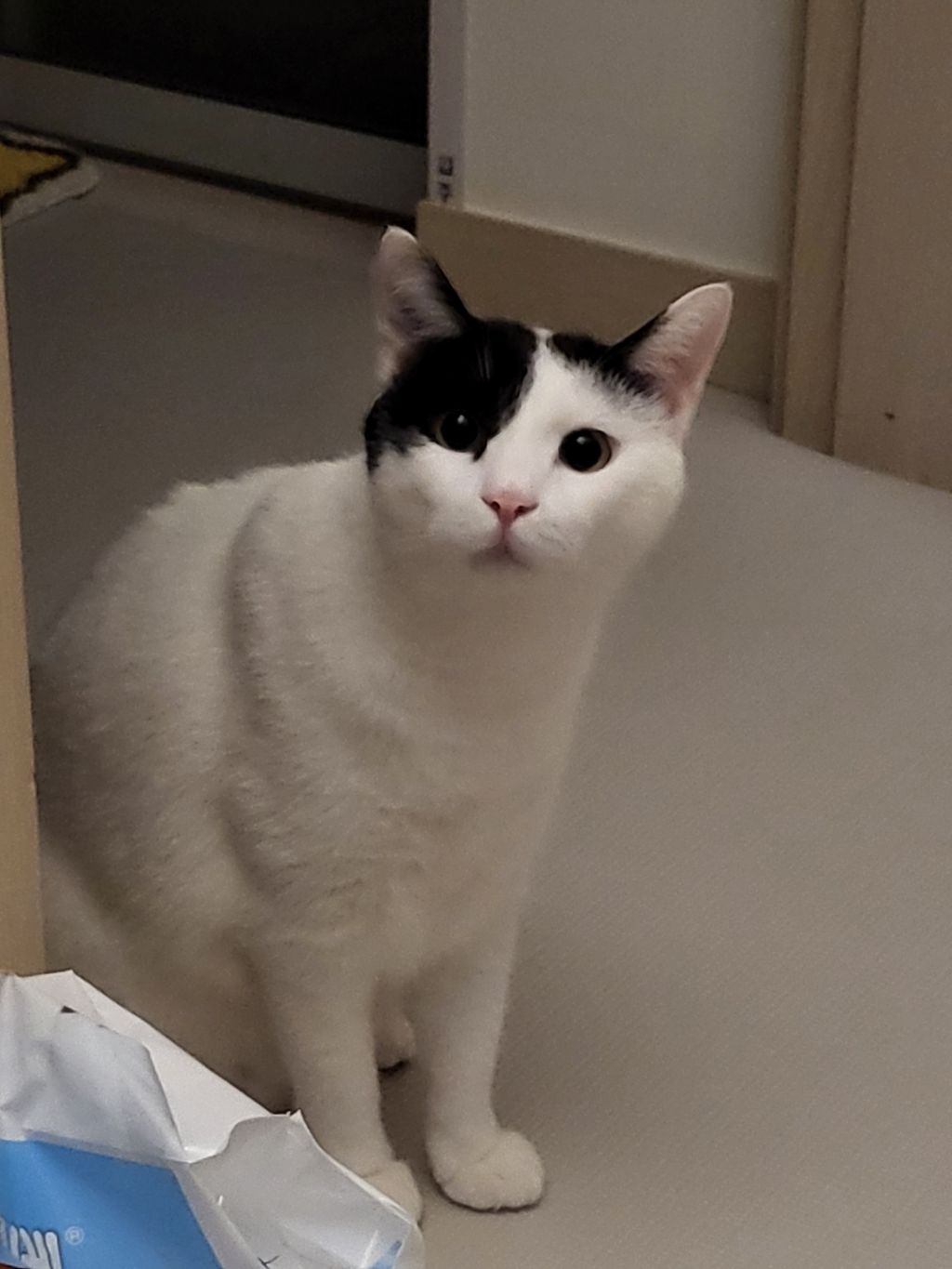 개 키우는 집 놀러갔다가 우리 고양이한테 신뢰를 잃었다 | 인스티즈