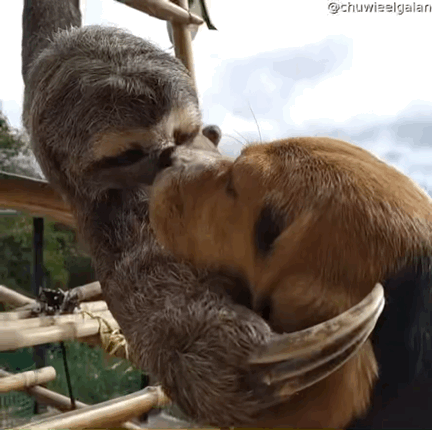 강아지가 좋은 나무늘보 | 인스티즈