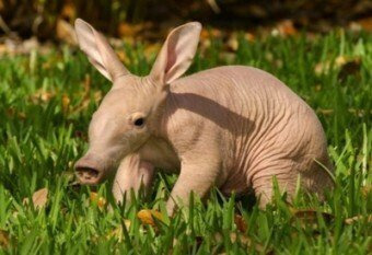 우리가 몰랐던 돈땃쥐미짤의 진실 | 인스티즈