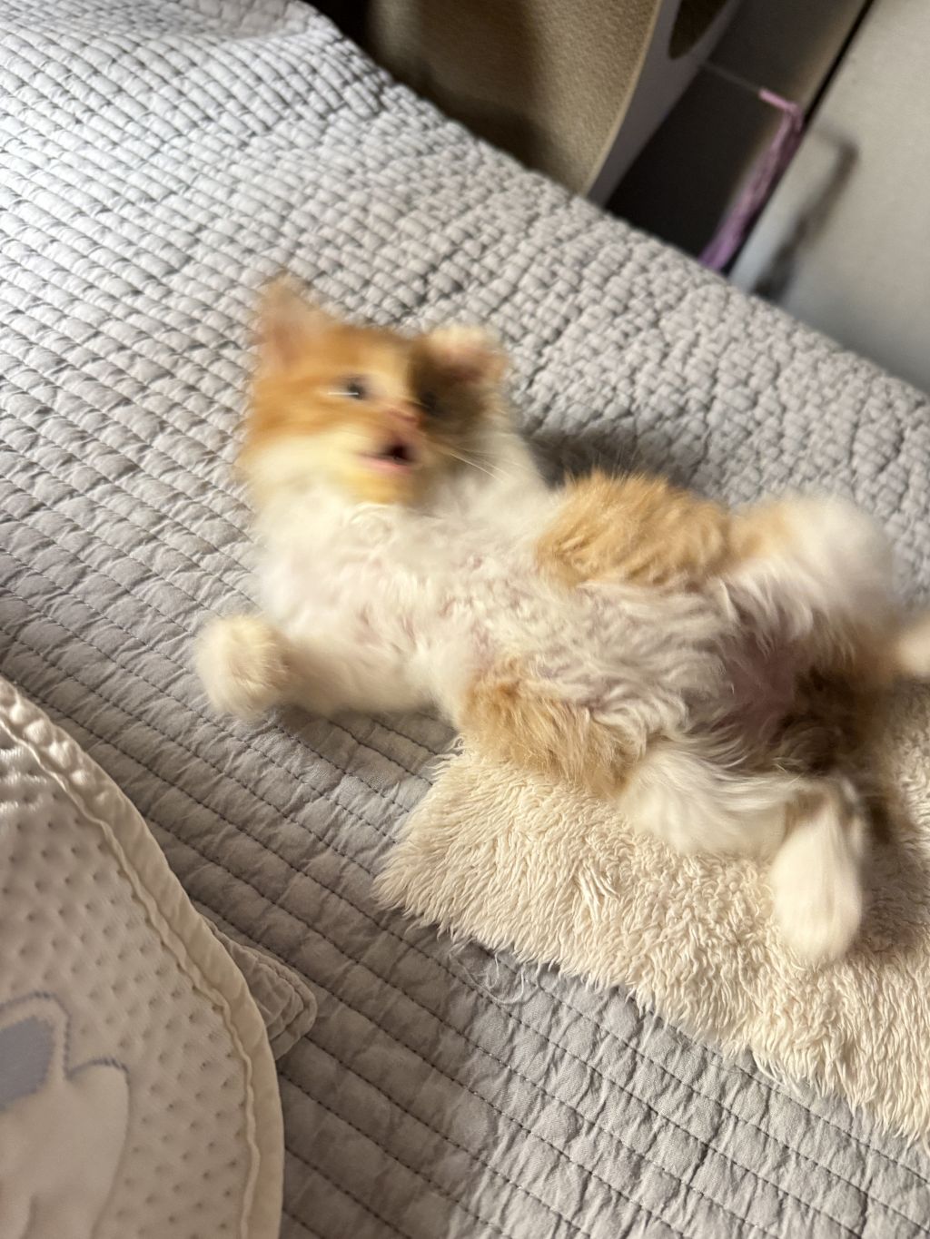 [입양홍보] 눈이 붙고 꼬리가 잘리고 링웜에 기아로 발견됐다 용된 고양이 - 품종느낌 사라졌다고 입양취소됨 | 인스티즈