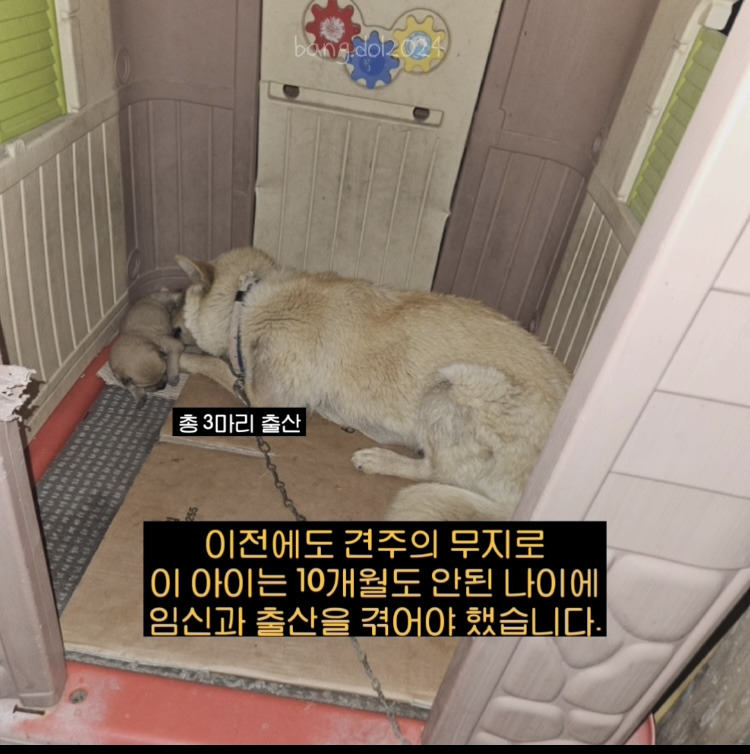 [입양홍보] 개장수에게 팔렸다 되찾아온 방치견 진순이·진돌이, 평생 가족을 찾아요! (부산/울산/전국) | 인스티즈