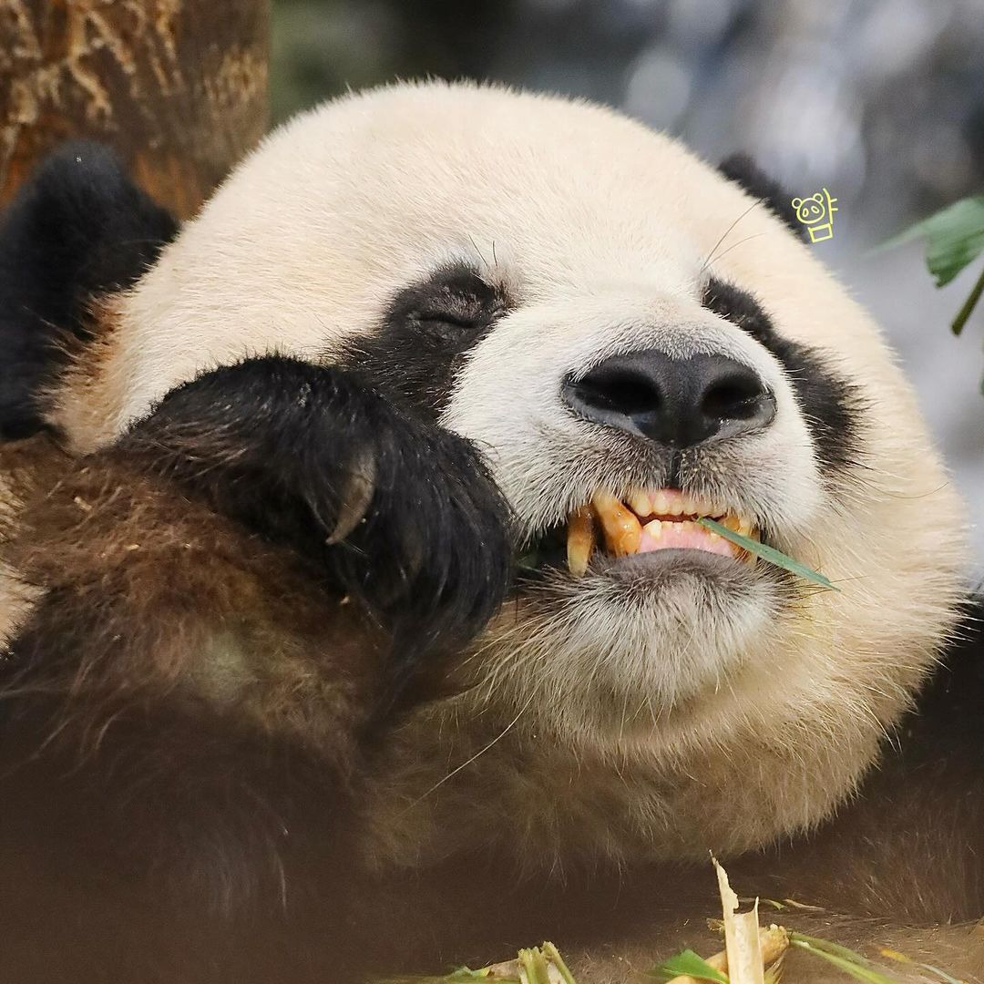 러심후난 (러바오 심은 데 후이바오 난다)🐼 | 인스티즈