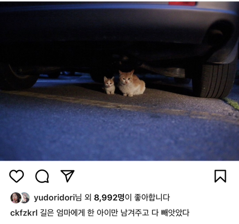 길에서 살아가는 고양이들 모습을 담은 인스타 | 인스티즈