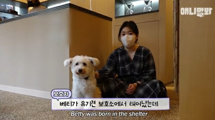 수줍음이 많은 강아지가 사람을 좋아하는 법 | 인스티즈