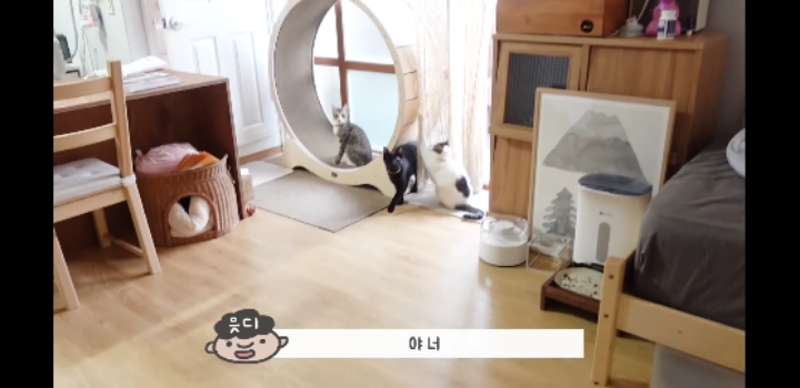 우리 고양이가 이상해요 ;;;;;;;;;; | 인스티즈