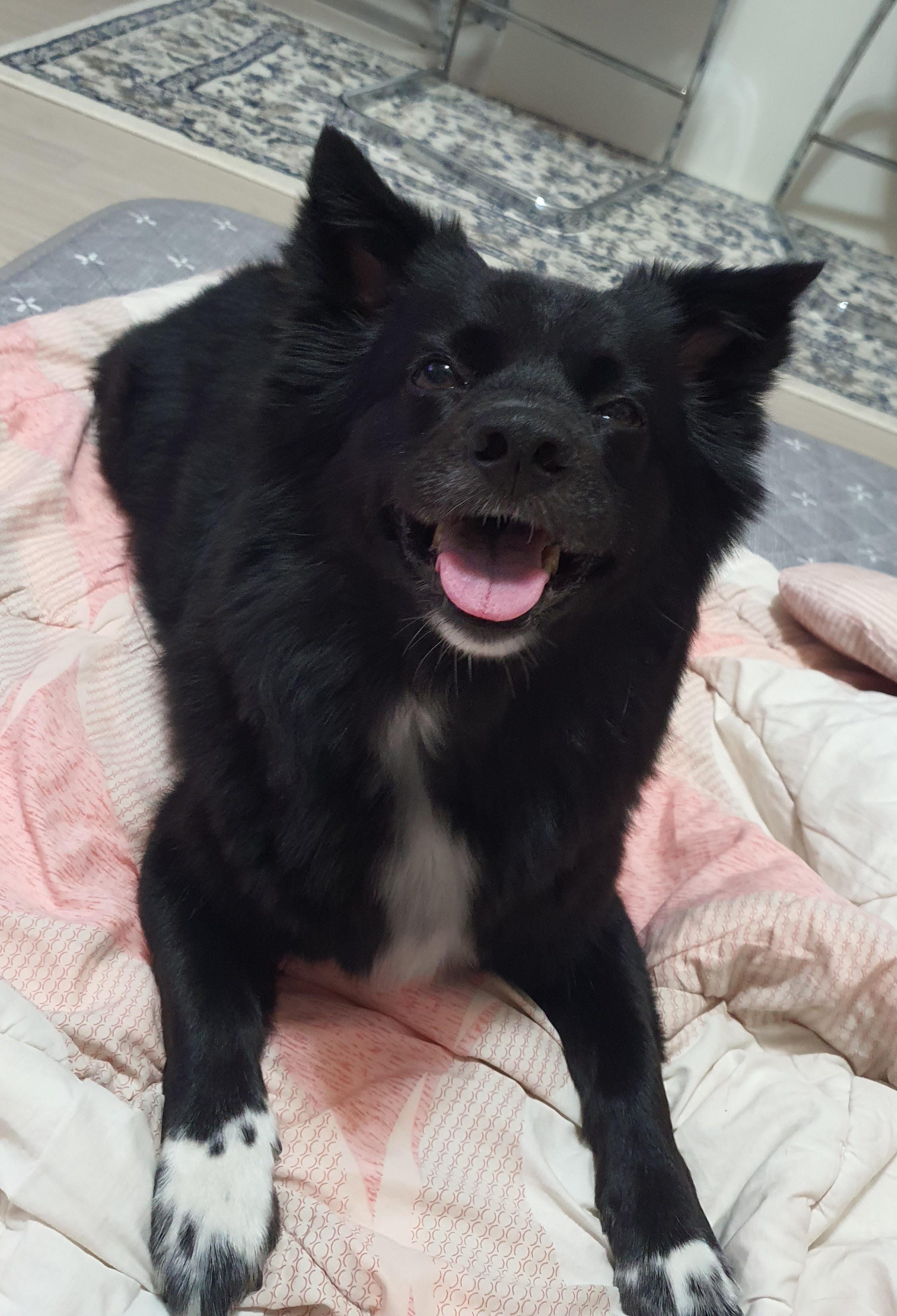 동네 친한 강아지 새끼낳았는데 나 자꾸 따라다녀 (동물농장/ 사진많음) +사진추가 | 인스티즈