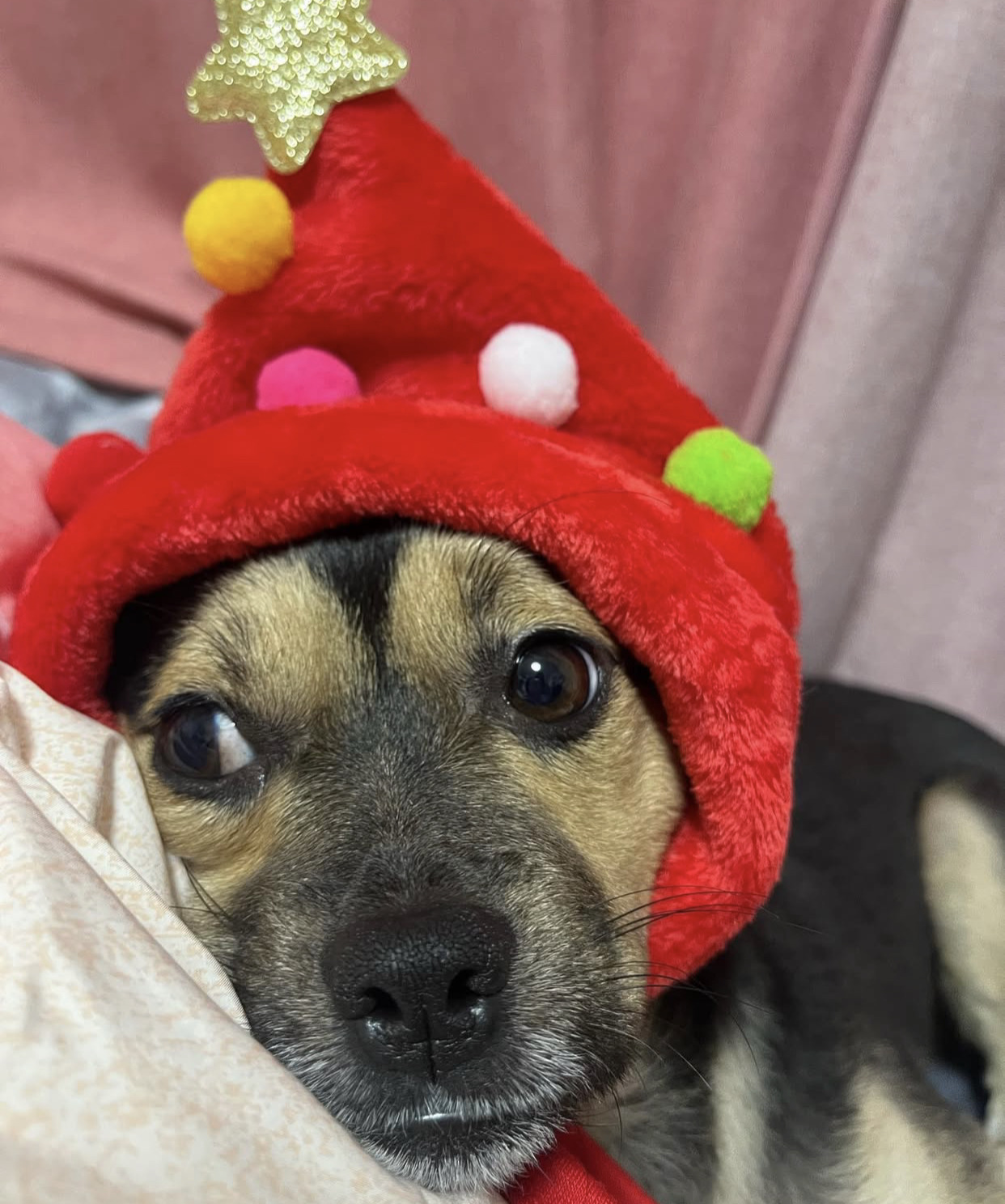 어느 고등학생 눈에 띈 교통사고 당한 유기견 근황 | 인스티즈