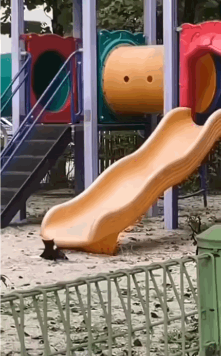 미끄럼틀 타는 고양이.gif | 인스티즈