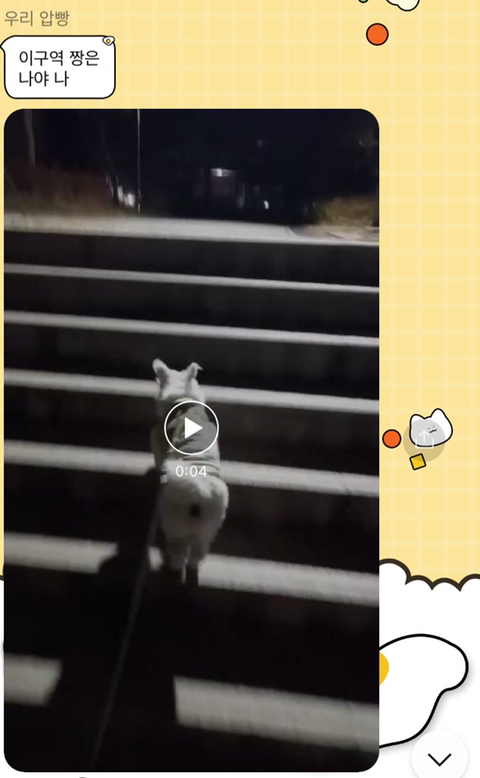 [강아지] 아빠가 보내주는 강아지 사진이 좋은 이유 | 인스티즈